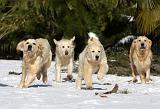 GOLDEN RETRIEVER 774